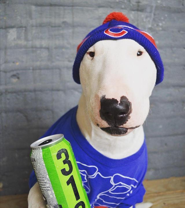 牛头梗为什么少人养,牛头梗这么丑为什么还有人养