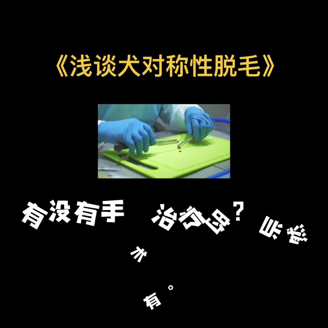 犬对称性脱毛是什么皮肤病,狗狗两侧对称性脱毛怎么治疗