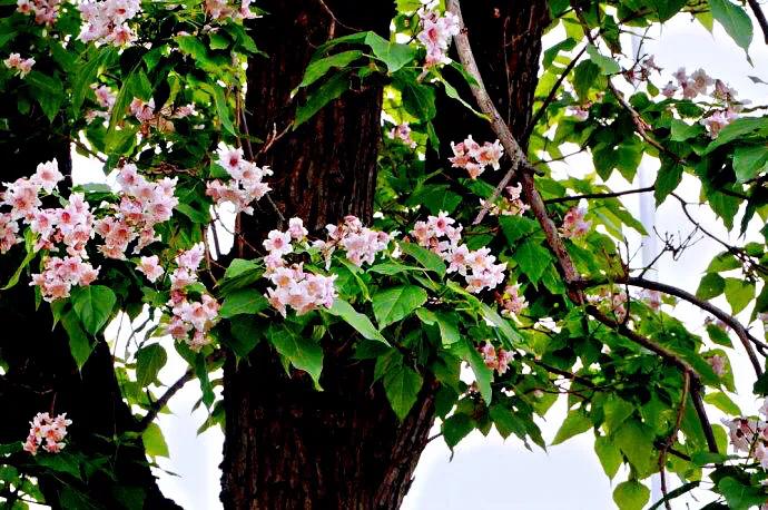 楸树林图片,楸树是古老的活化石树种