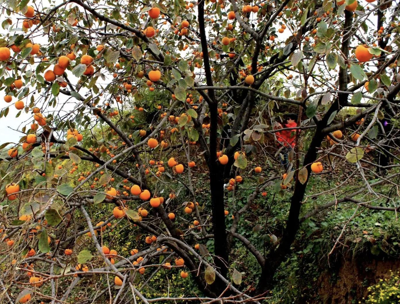 门前栽什么树聚财招财,门口种树富几代人