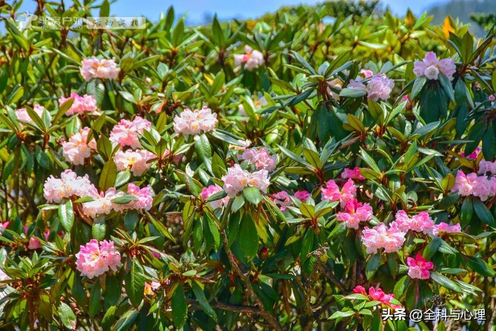 四川大凉山温泉瀑布视频,四川大凉山螺髻山温泉瀑布