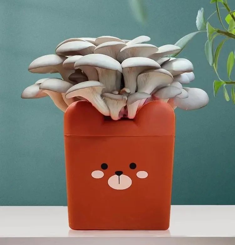 食用菌蘑菇的危害,食用菌是骗局吗能治病吗