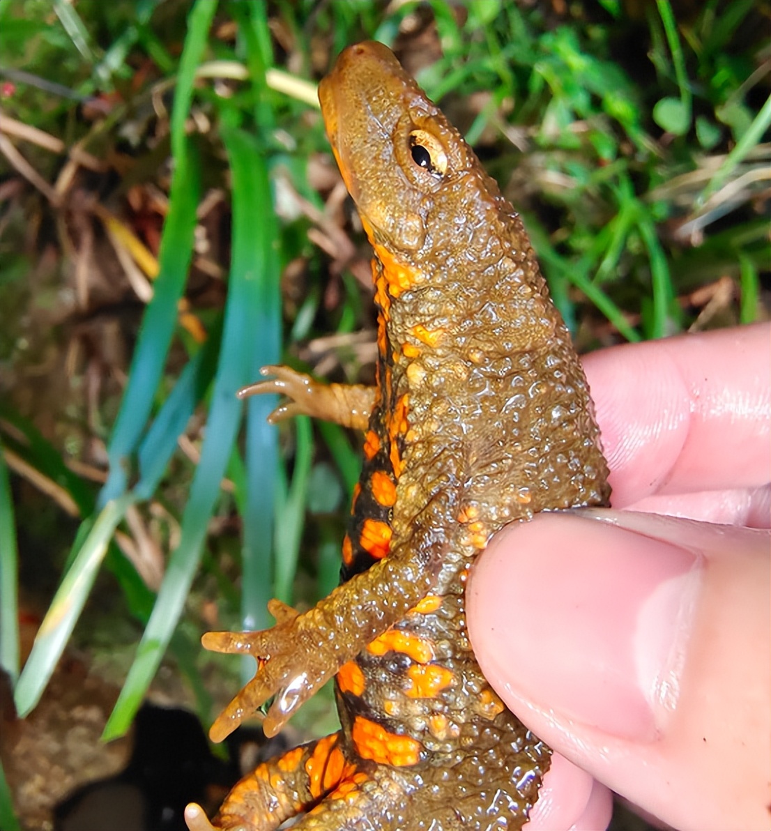 钓友钓的怪鱼,钓起来的怪鱼