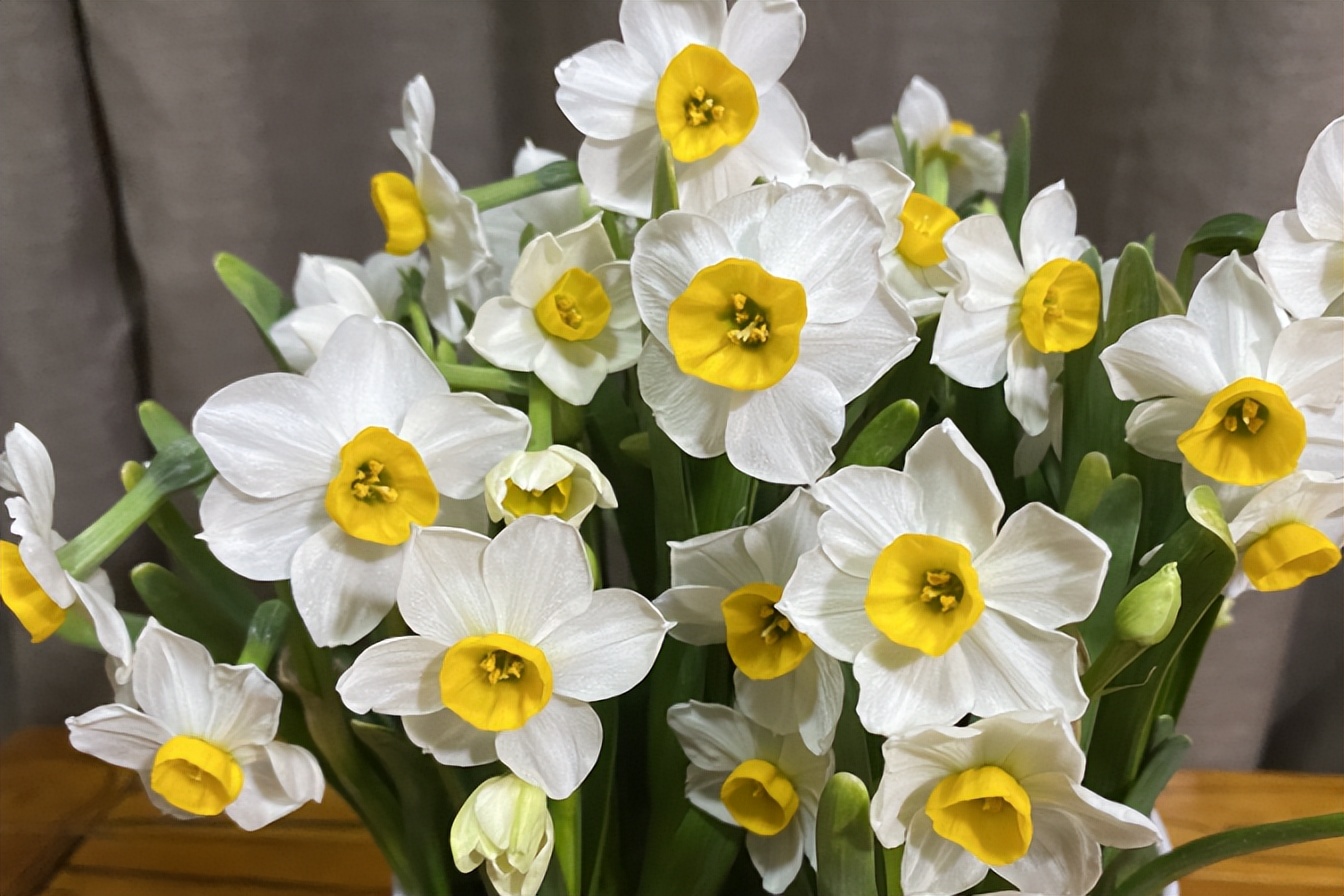 春季养这6种花请别再频繁浇水了,3种花漂亮又好养