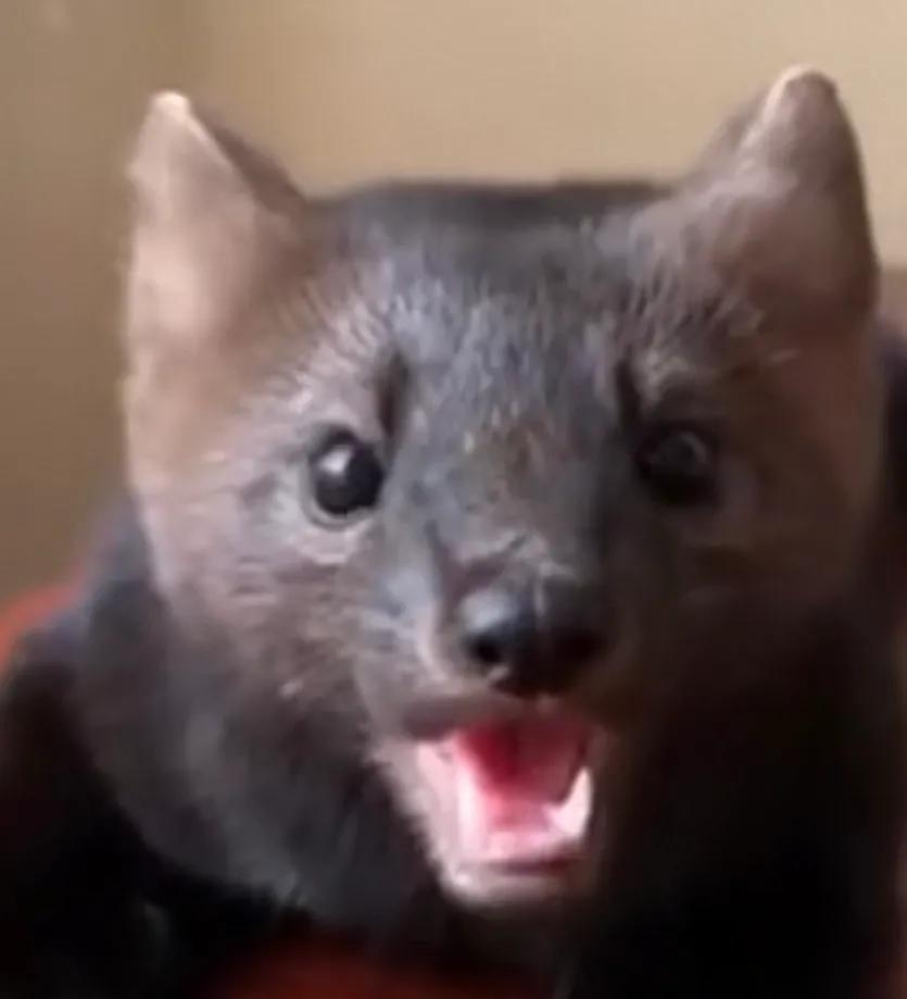 养宠物貂需要给它洗澡吗,养宠物貂有哪些常识