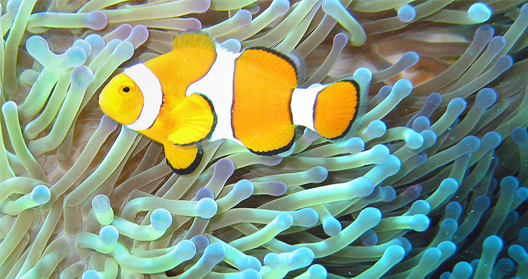 100个怪异动物现象,摩登大自然十大怪异动物