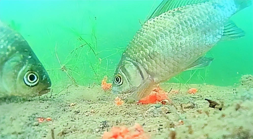 钓滑口鱼调高钓低还是调低钓高,轻口鱼的调钓技巧