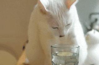 最好养的猫排名第一橘猫,中华田园猫橘猫占比