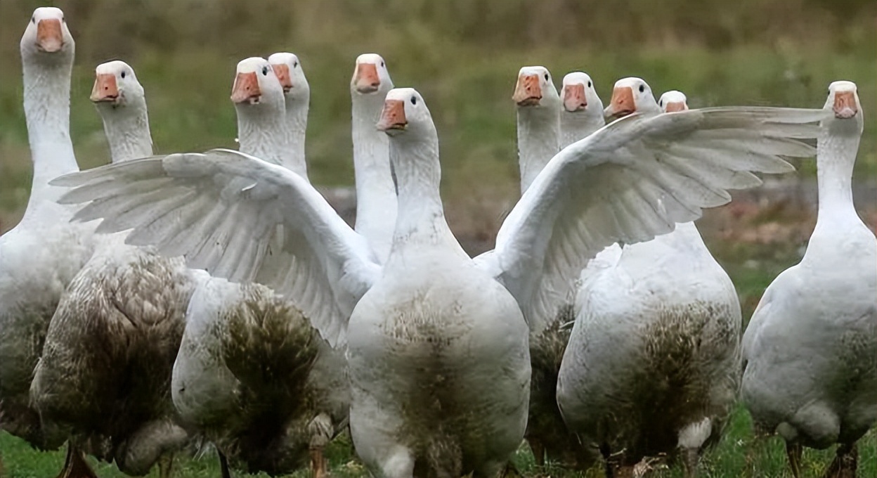 小鹅痛风什么原因引起的,小鹅痛风主要发病在哪几天