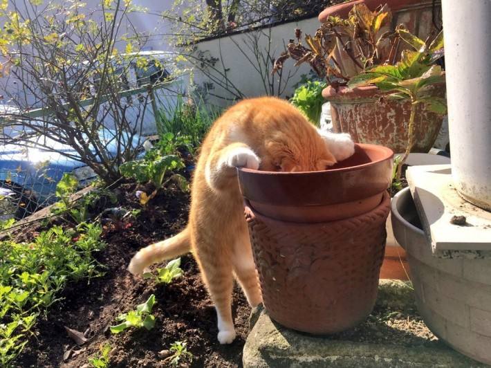 猫的智商最高的是什么品种,从猫喝水的姿势就能看出它的智商