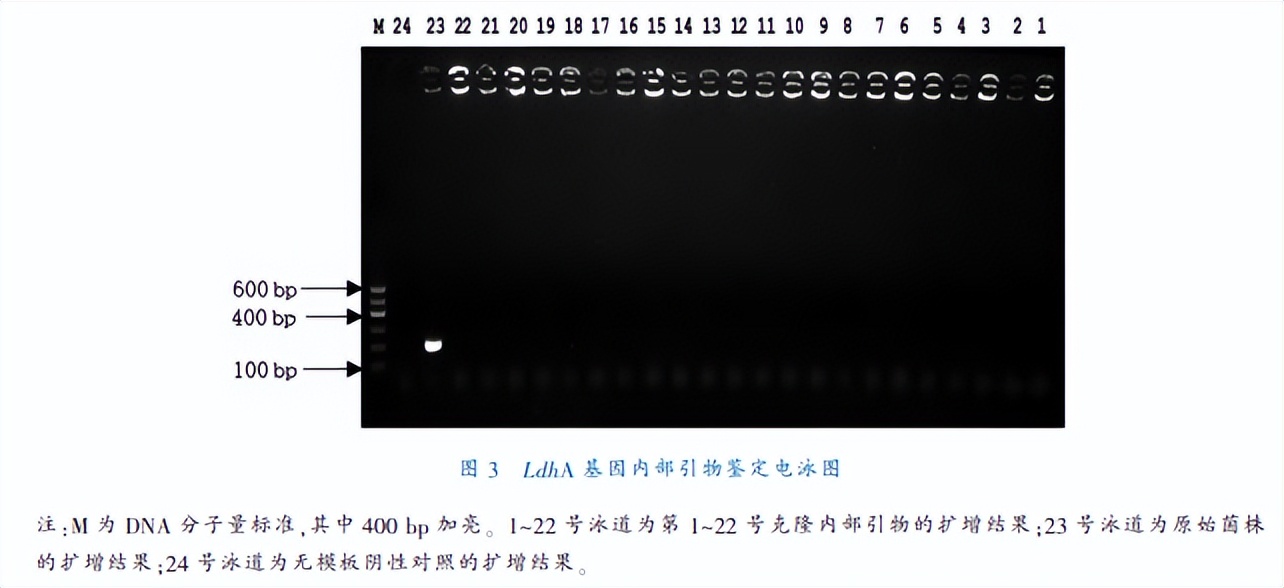 乳酸脱氢酶基因敲除之后,对钝齿棒杆菌菌株构建有什么影响