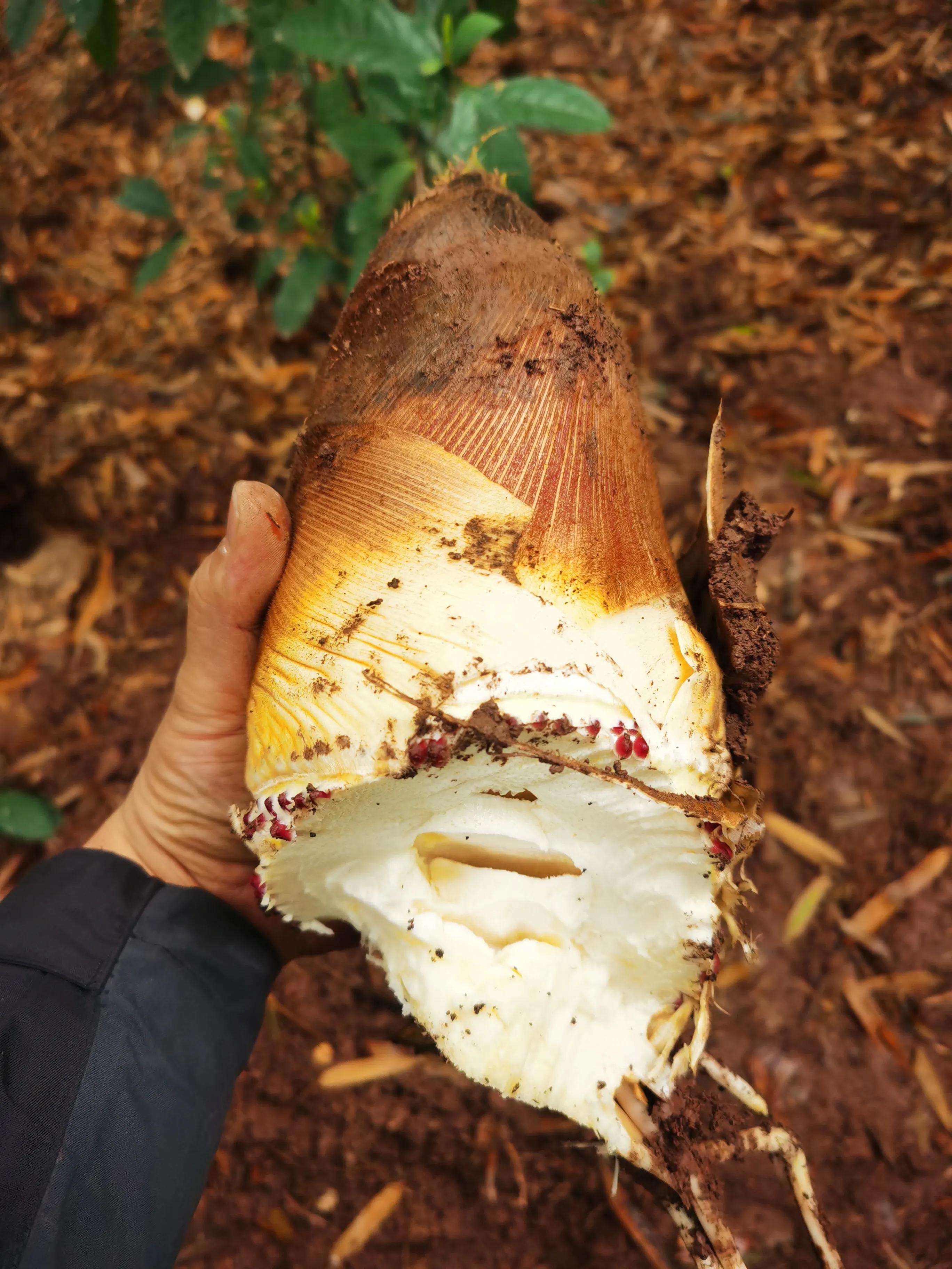绍兴最好的笋丝梅干菜制作方法,浙江笋丝梅干菜的家常做法