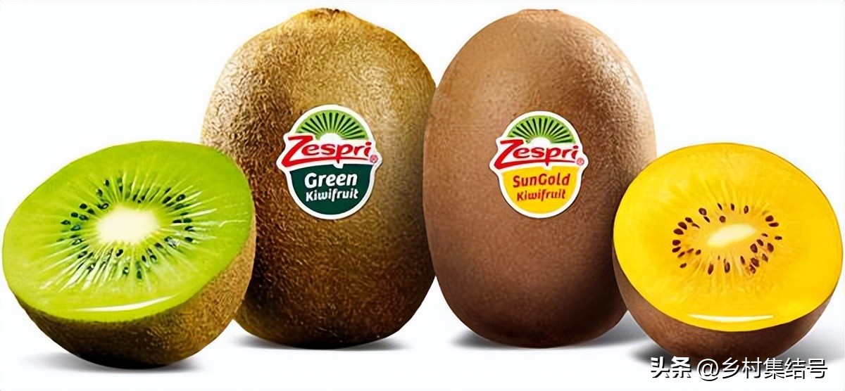 奇异果之都蒂普基地形图,新西兰奇异果小镇蒂普基