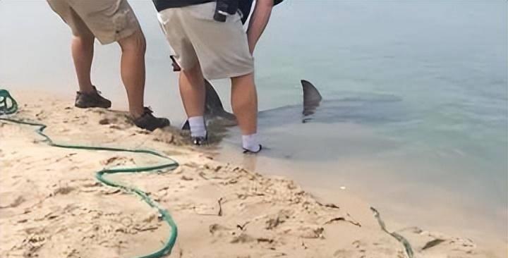 人类遇到鲨鱼如何自救,人类救助搁浅鲸鱼成功案例