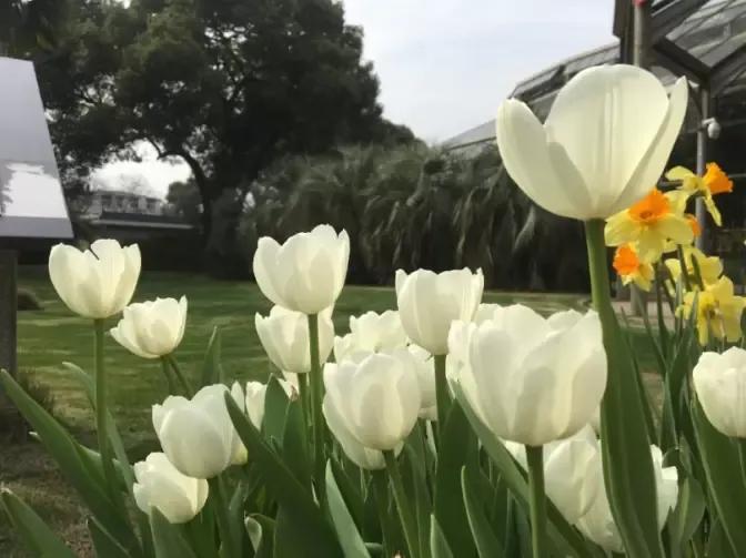 漂亮的郁金香随手一拍都是美景,春天的郁金香花海美得不可方物
