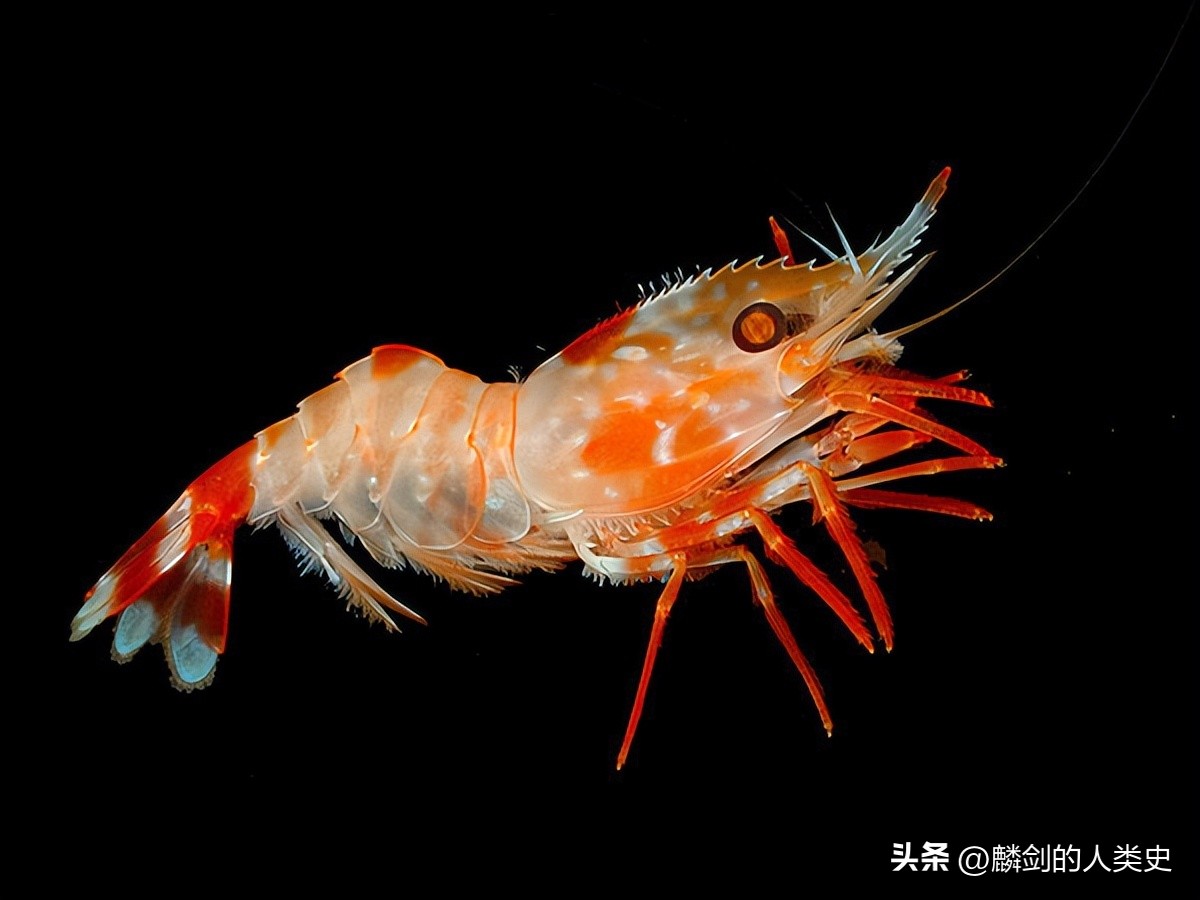 动物界所有虾的种类,哪些虾属于腹胚亚目