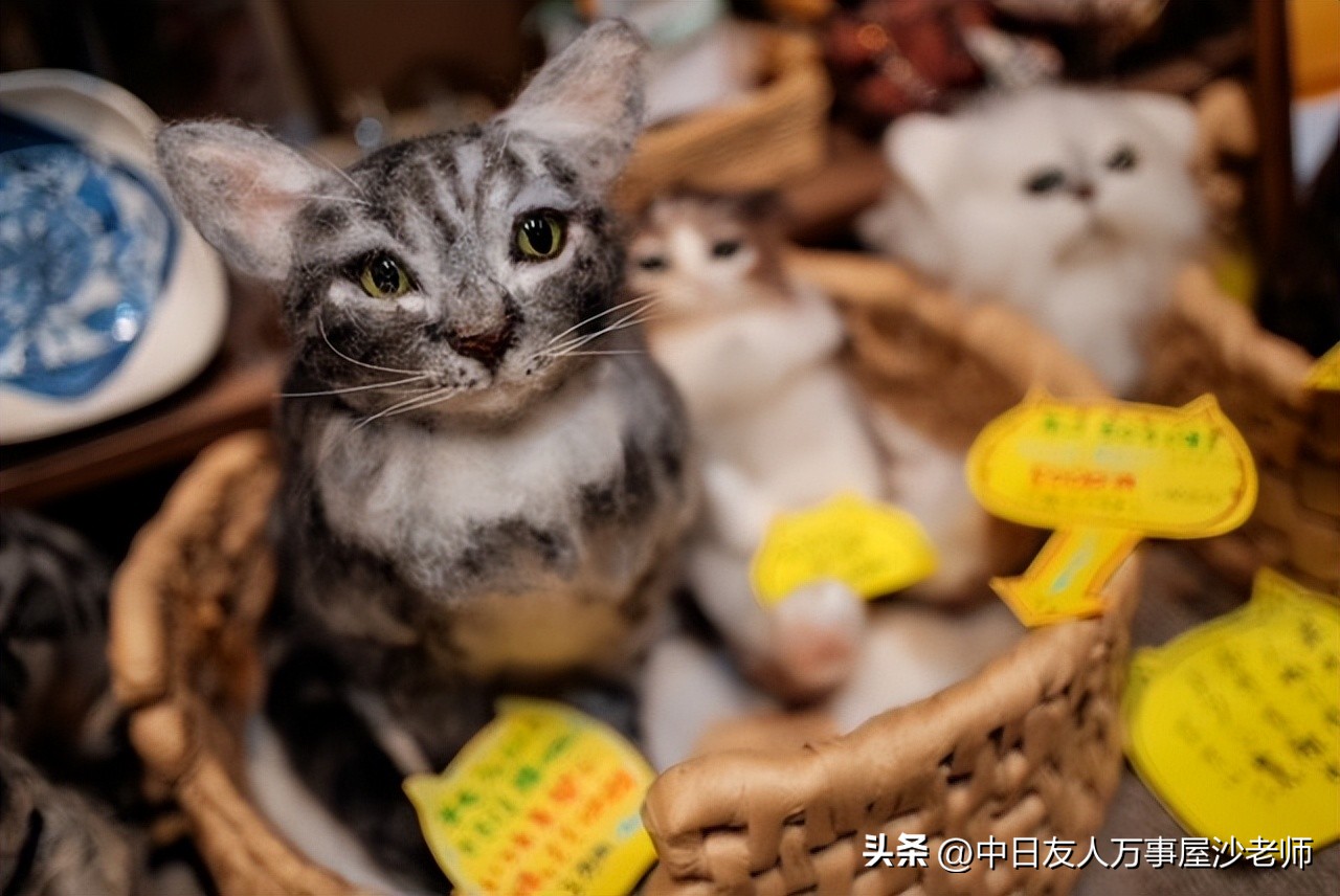 成都境内的猫咪打卡圣地,爱猫人士必去的十大景点