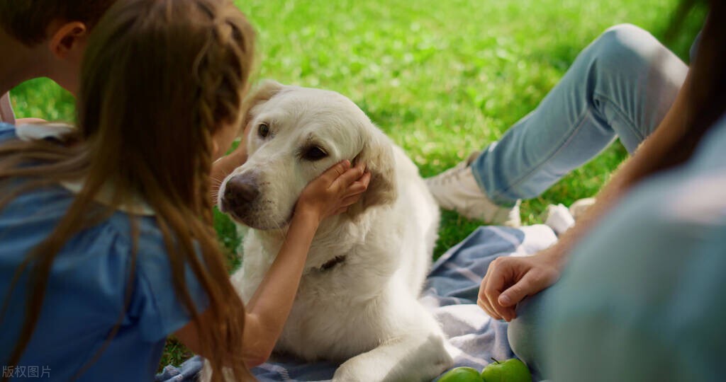 如何阻止狗狗抓痒,如何阻止狗狗咬裤腿