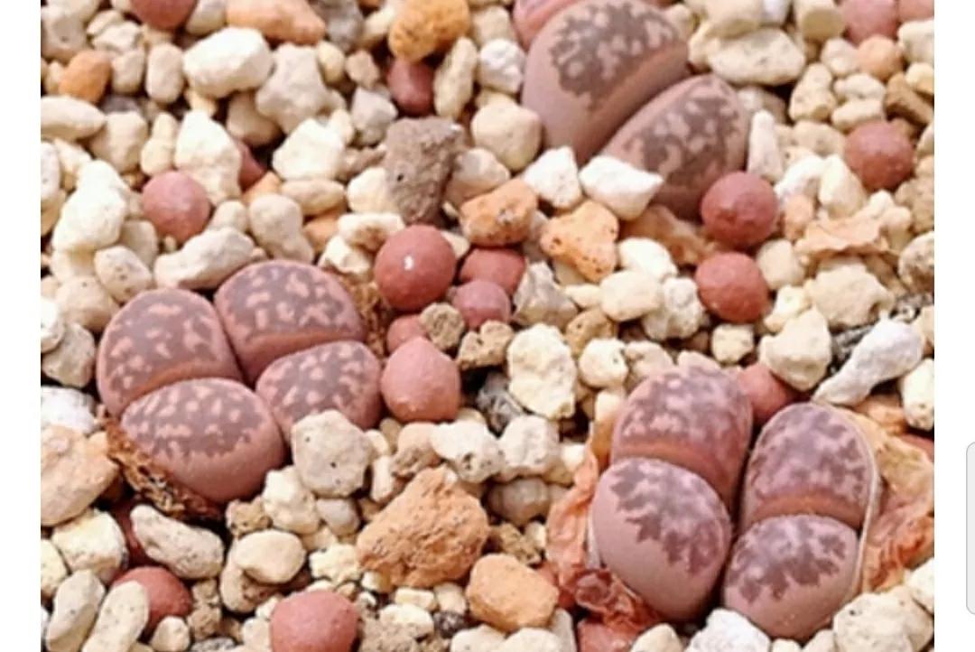 多肉植物石头开花,多肉石头花秋季