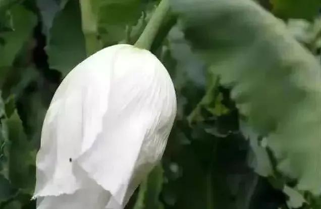 盆栽*粟罂**“当蔬菜吃”？涉嫌违法犯罪！有关知识来了解一下