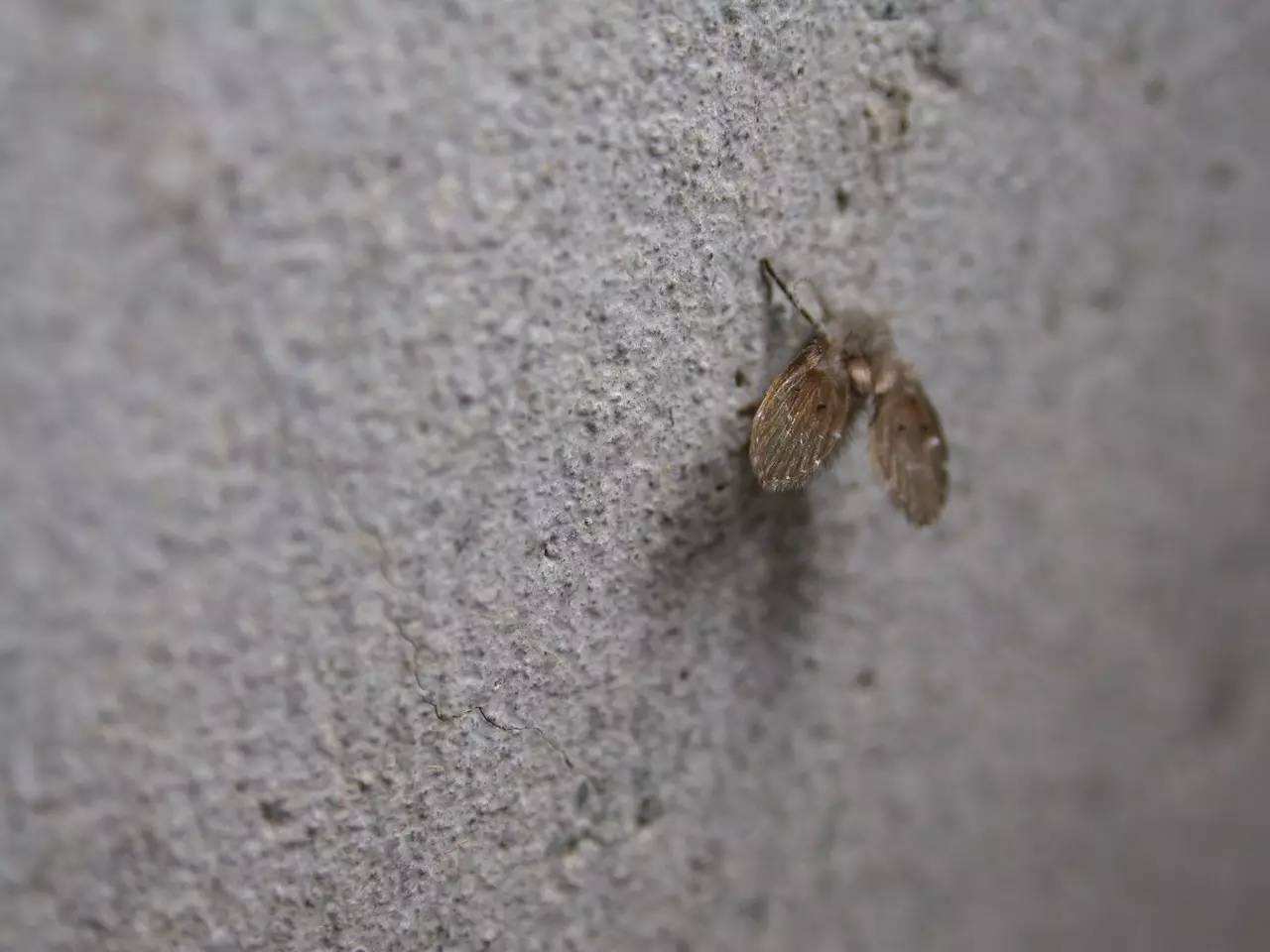 洗手间夏天有小虫子怎么办,夏天卫生间的小黑虫怎么处理