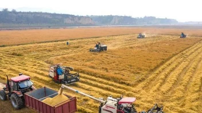 全国最好吃的7种面粉推荐,全国面粉最好的是什么牌子