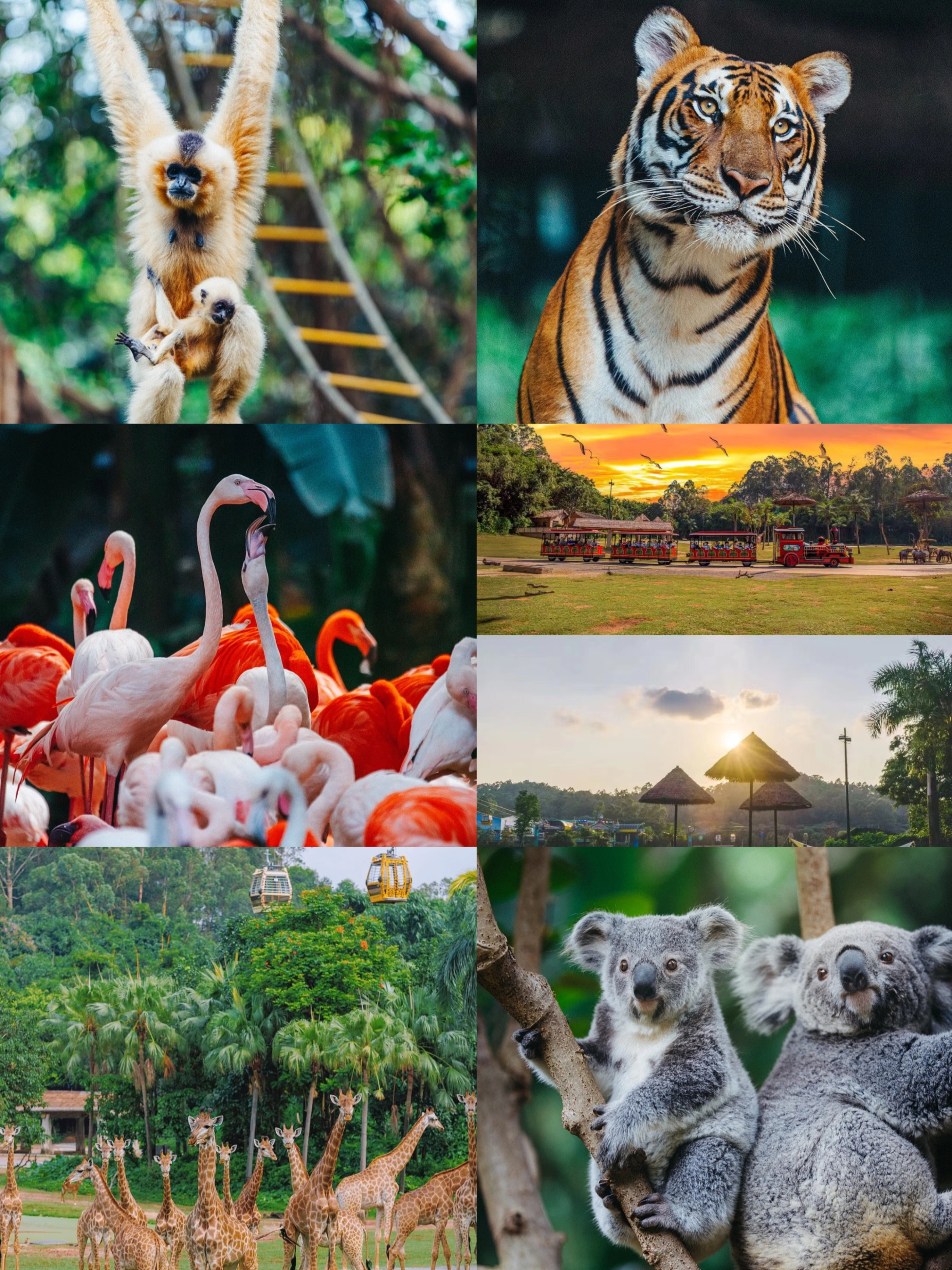 暑假广州游攻略,寒假广州3天2夜攻略