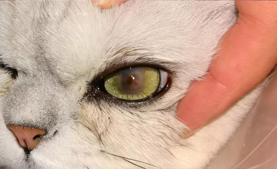 猫咪角膜腐骨保守治疗过程,猫角膜腐骨如果不处理会怎样