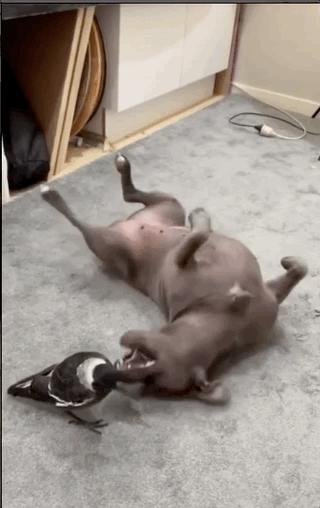 狗跟喜鹊待久了竟开始假孕分泌乳汁鸟：我把你当朋友你却想当我妈