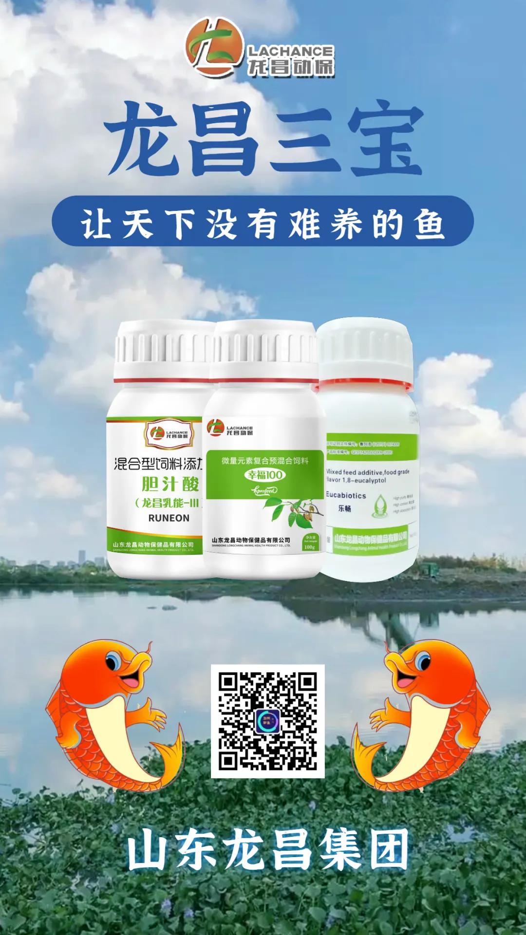 活鱼死亡怎么处理,鱼突然大量死亡肚子破裂