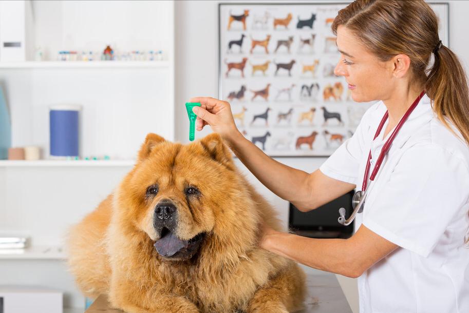 松狮犬挑食厉害怎么办？这些办法，铲屎官可以尝试一下