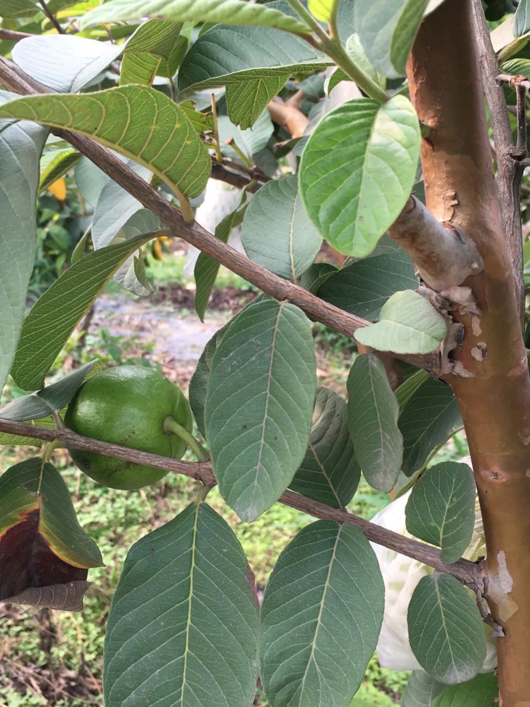 旭光车行雅迪电动车,旭光单车