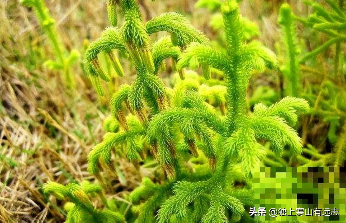 伸筋草祛风湿强筋骨,伸筋草外洗的奇效