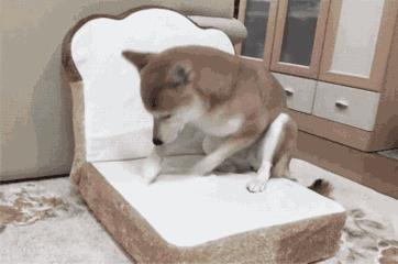 我家狗以为它是我亲生的,我家的狗以为自己是亲生的