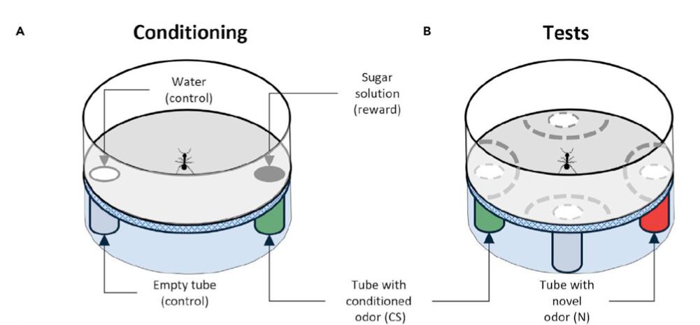 嗅探犬检测癌症始于哪一年,嗅探犬探索癌症
