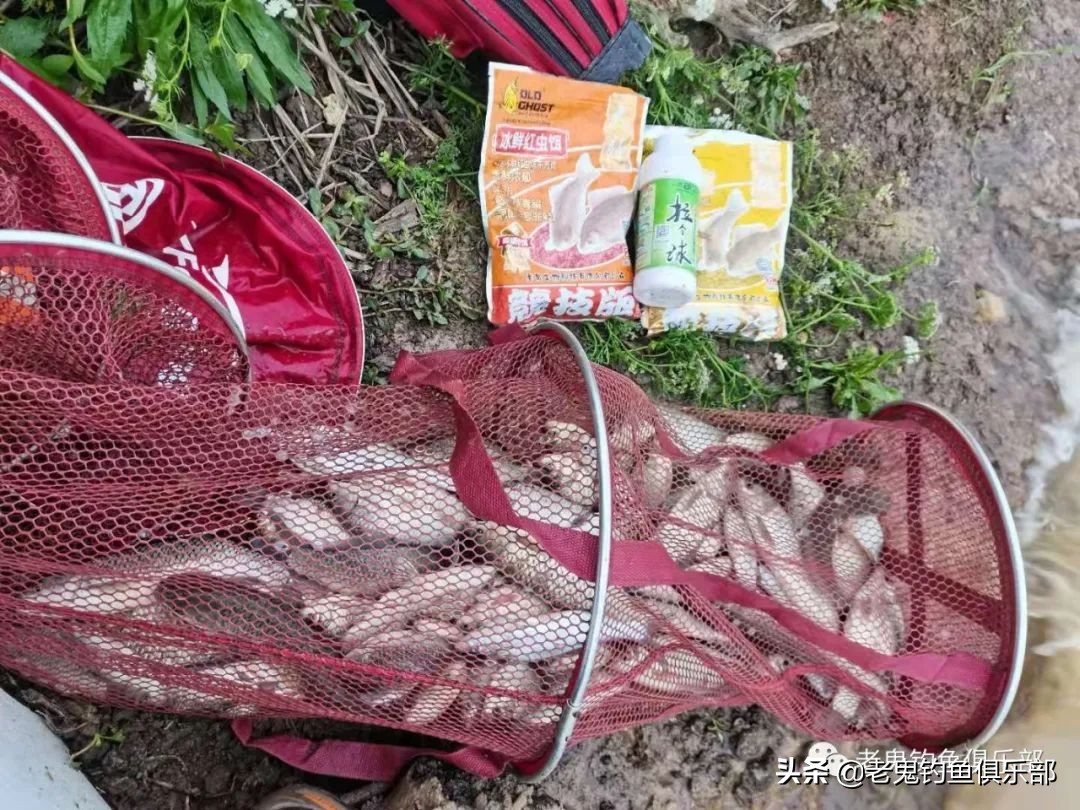 周末携大师系列饵料解锁大水面、全鱼种，安湖州爆护