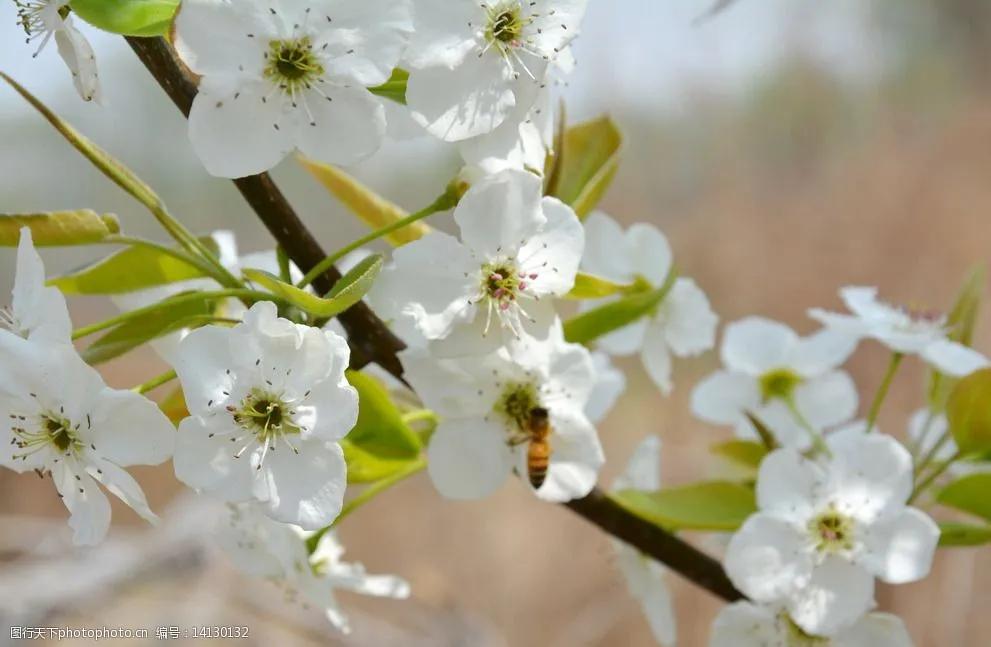 踏青看梨花的诗句,春游赏桃花七律诗