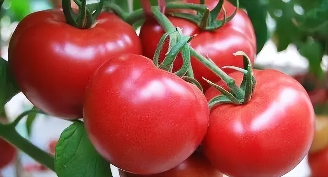 夏季适合老人的养生食物,夏季降火推荐14种食谱