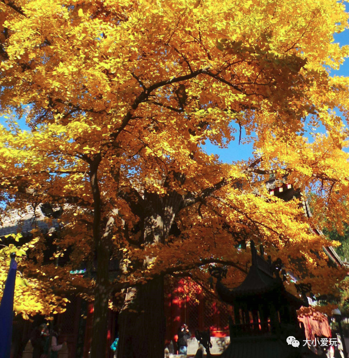 银杏最美的地方,这九个美丽的地方你想去看看吗