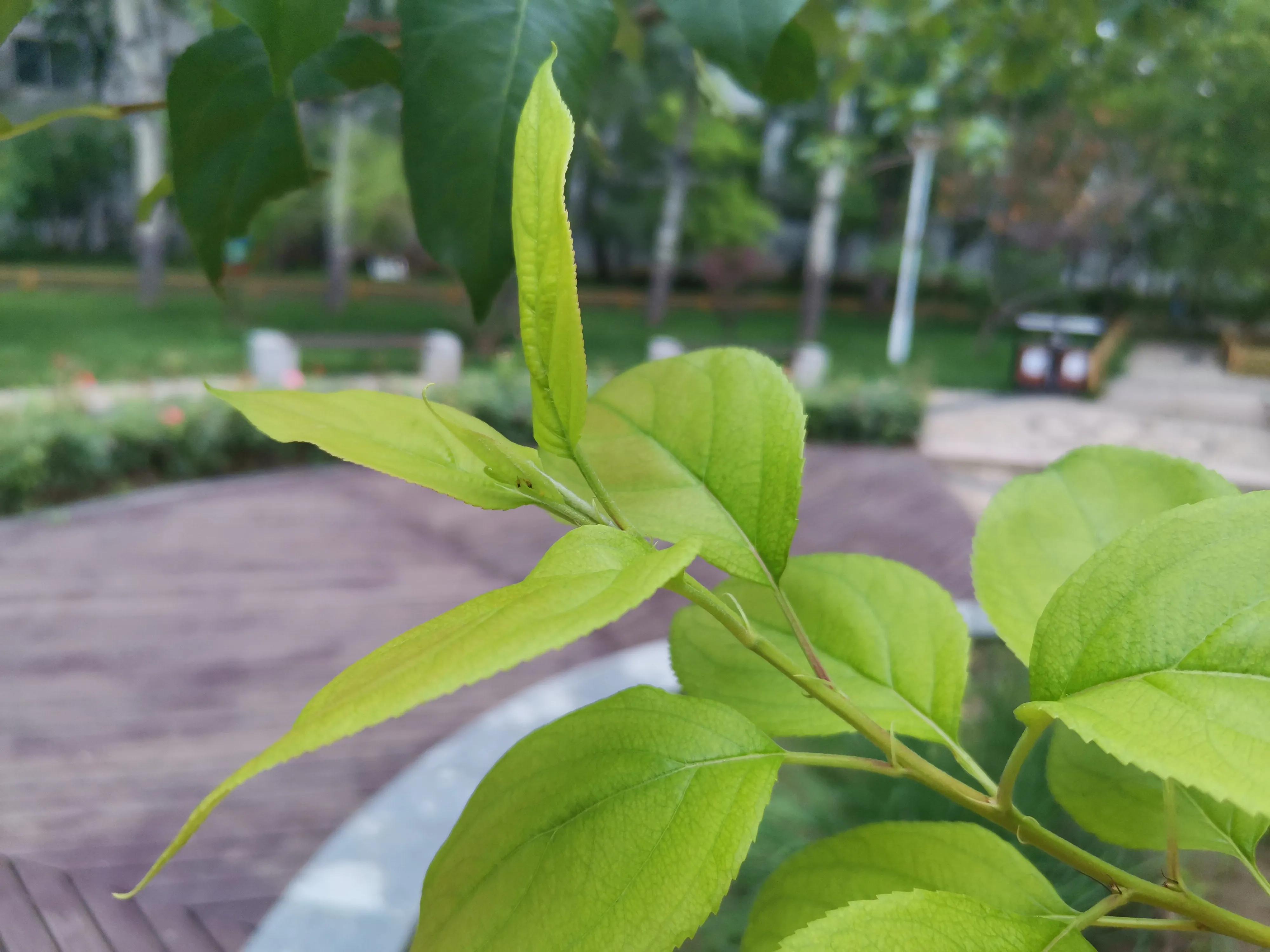 夕阳西下公园美景,夕阳西下的天津美景