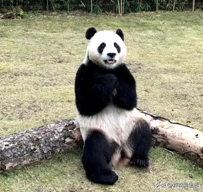 大熊猫乐宝乐天派,大熊猫乐宝为什么会打黑工