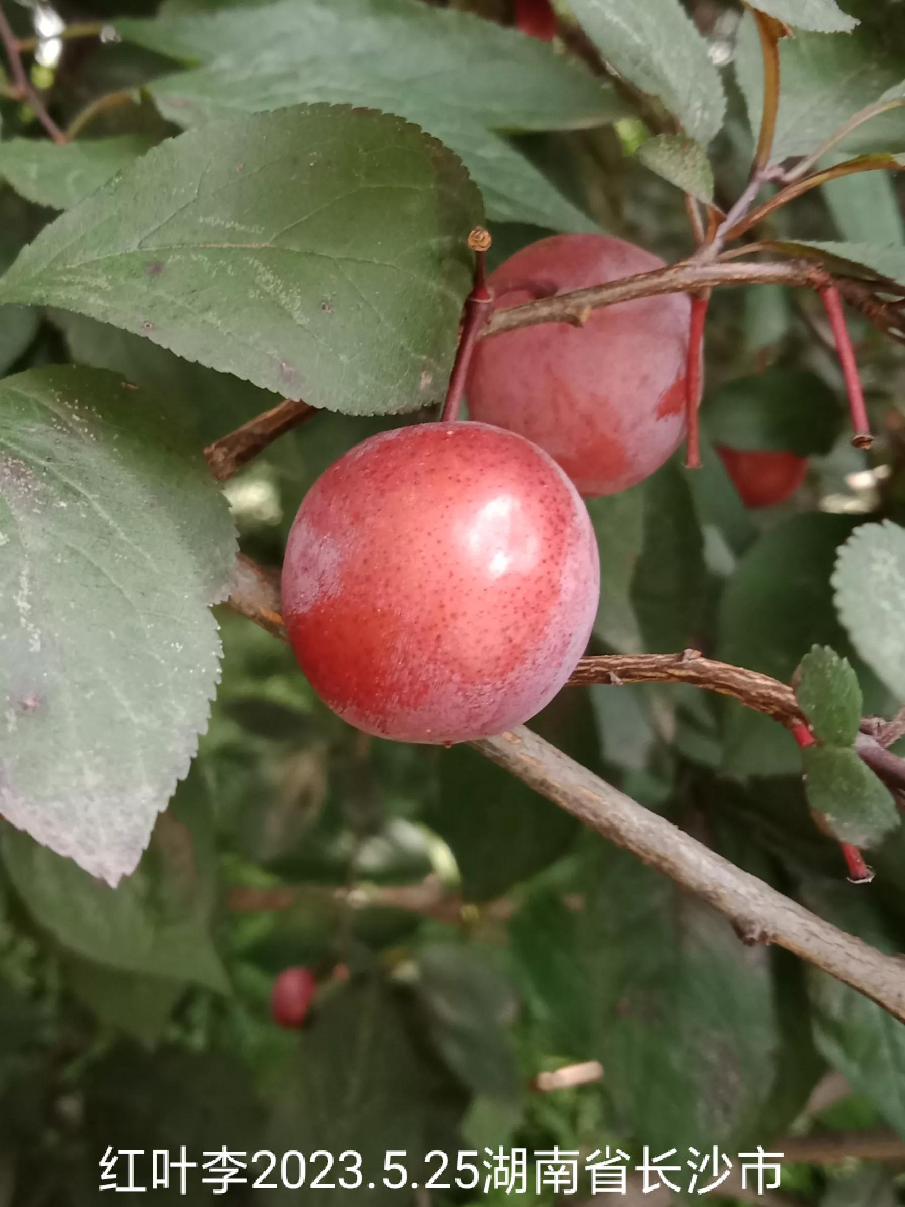 微信群没有保存下来怎么找回来,怎么找回没保存的微信群