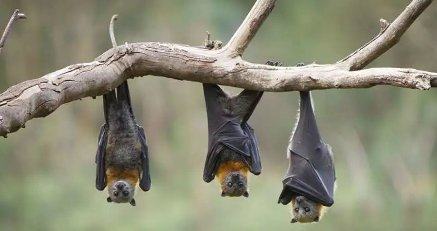 蝙蝠象征吉祥,蝙蝠为什么是邪恶的象征