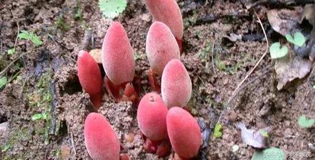 文王一支笔，乃神农四宝之一