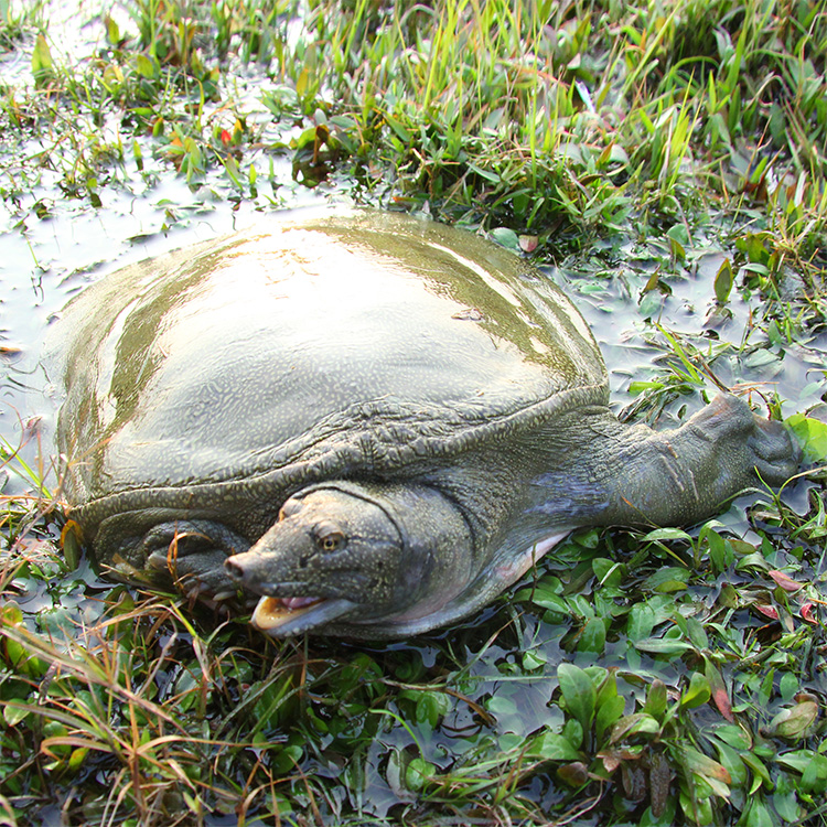 甲鱼的养殖方法家里怎么养甲鱼,帆布池养殖甲鱼每平方放多少甲鱼