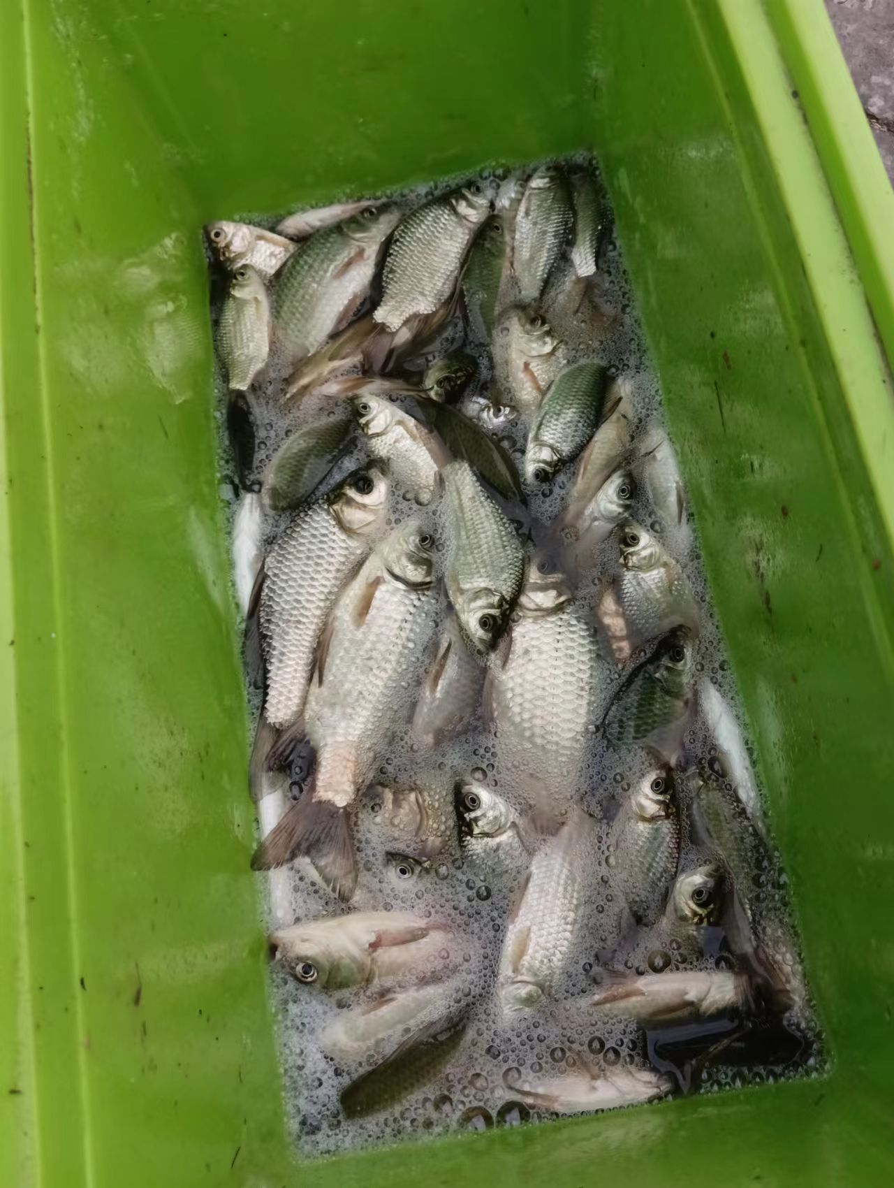 9米传统钓草洞鱼竿,传统钓草洞用什么竿