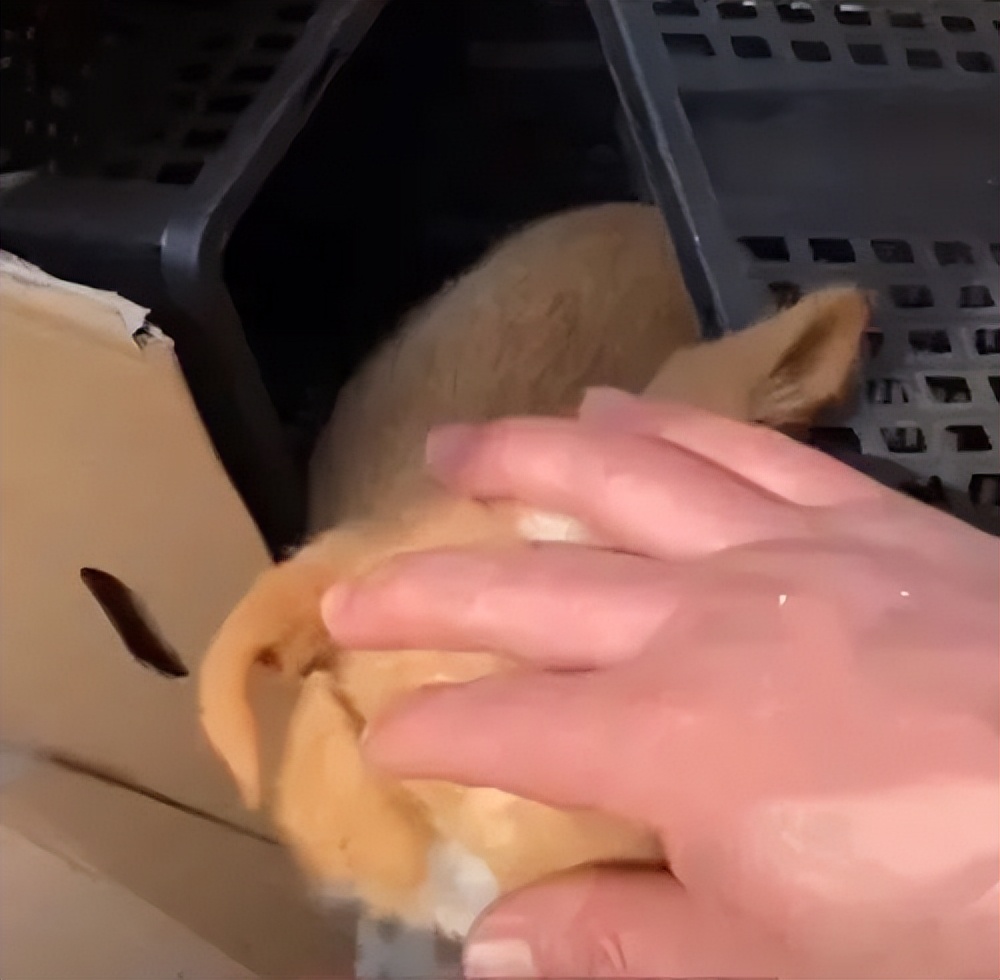 网购的拉布拉多靠谱吗,网购200拉布拉多靠谱吗