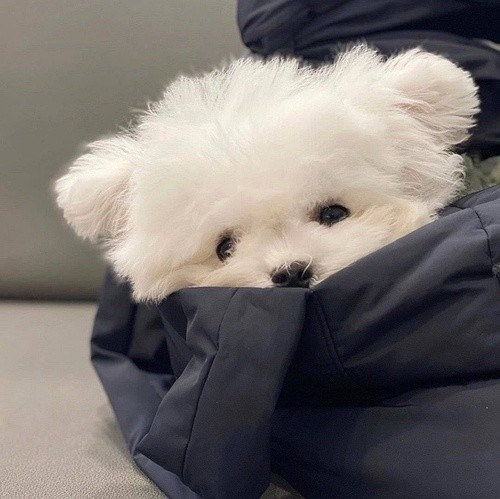 狗狗掉牙了怎么办,狗狗掉牙不吃狗粮怎么回事