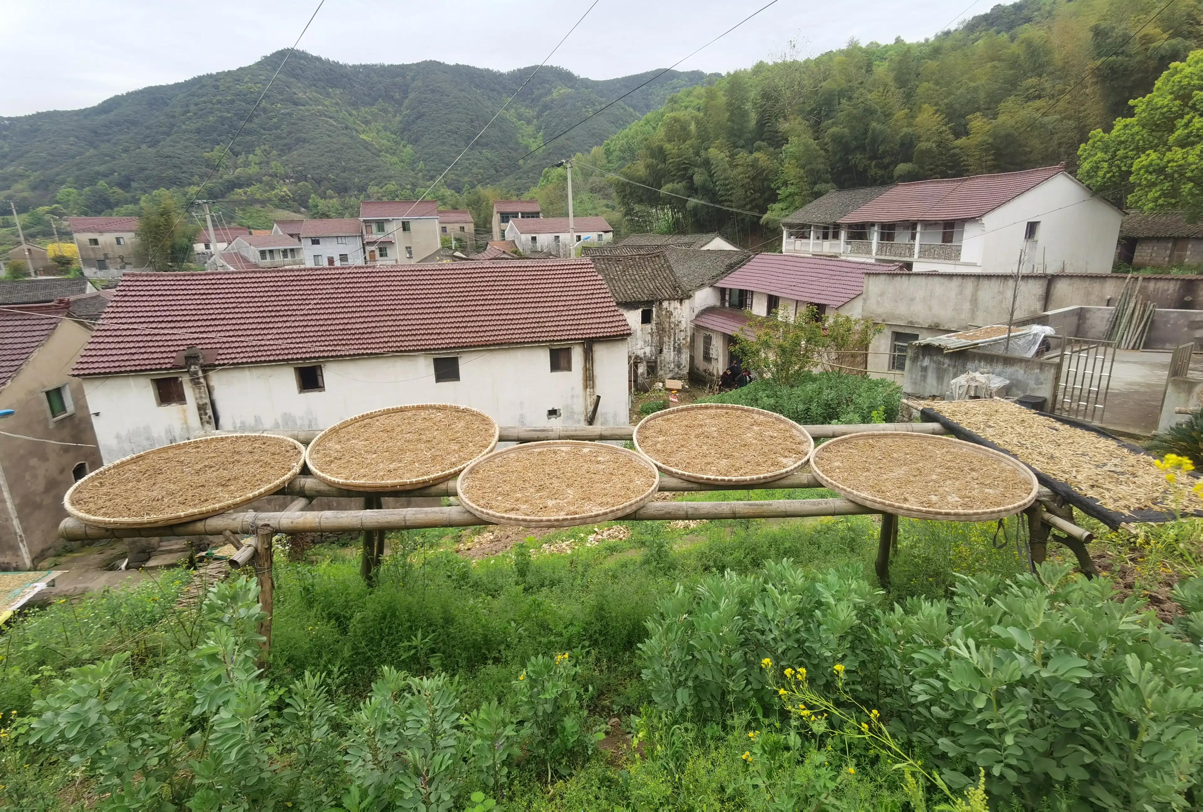 绍兴特产笋丝梅干菜的做法,绍兴特产笋丝梅干菜自产自销