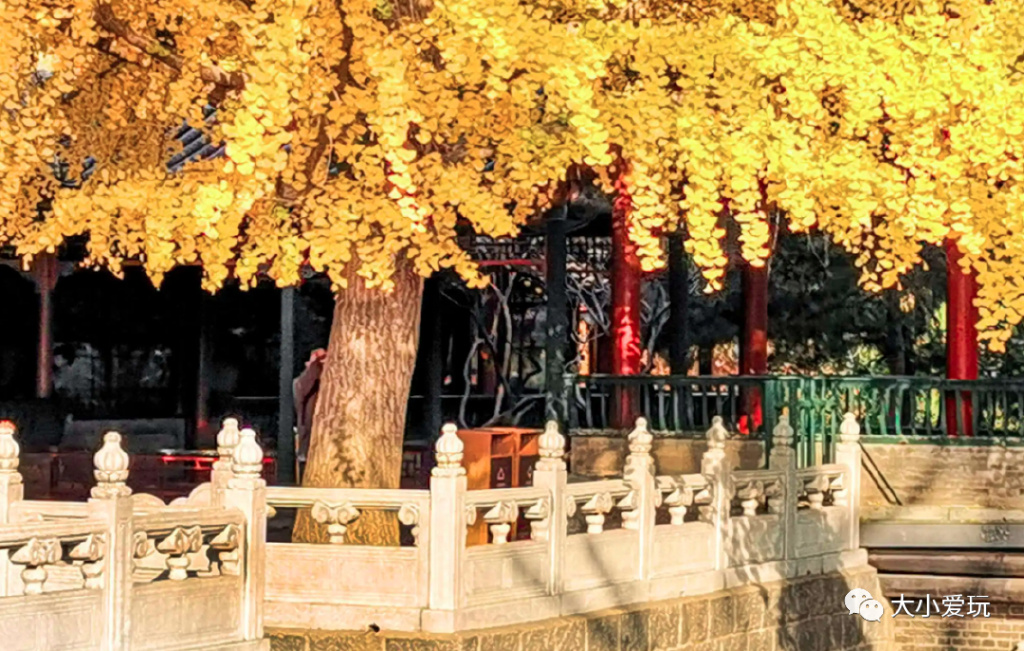 银杏最美的地方,金秋十月最美的银杏